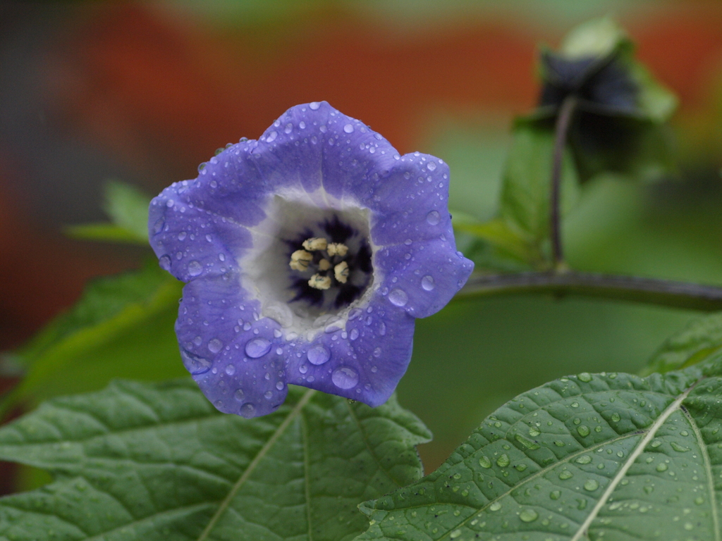 庭の花達（３）