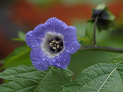 庭の花達（３）
