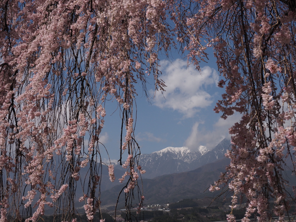 吉瀬の枝垂れ桜（４）