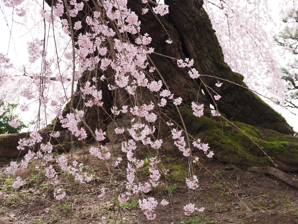 巨木桜