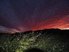 蕎麦と夕焼け雲