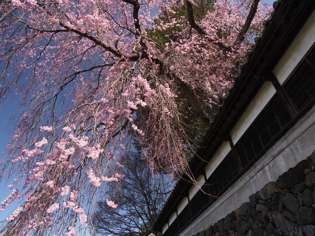 栖林寺の枝垂れ桜（２）