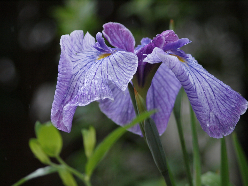 庭の花達（１）