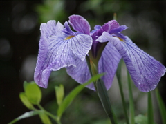 庭の花達（１）