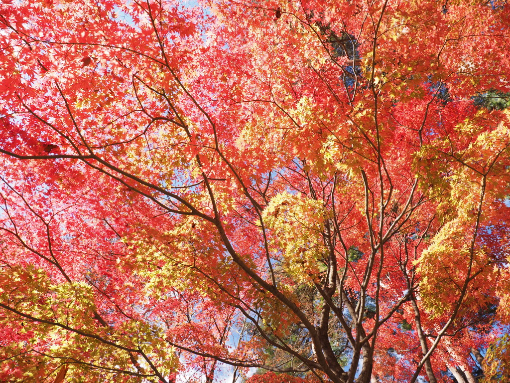紅葉に酔いしれる