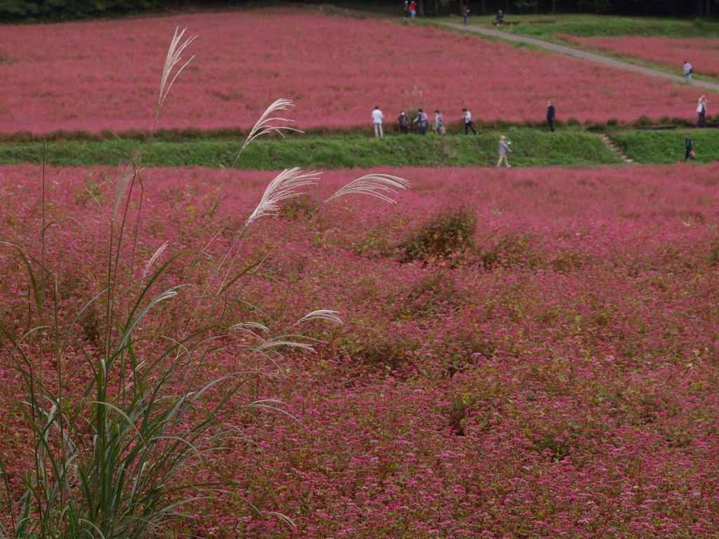 ススキが色を添えて