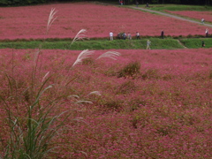 ススキが色を添えて