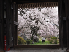 松源寺の桜