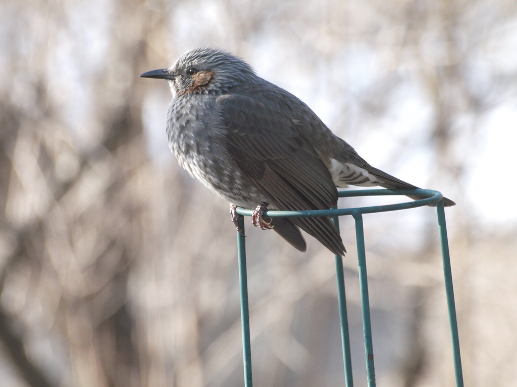 庭に来る野鳥達（３）