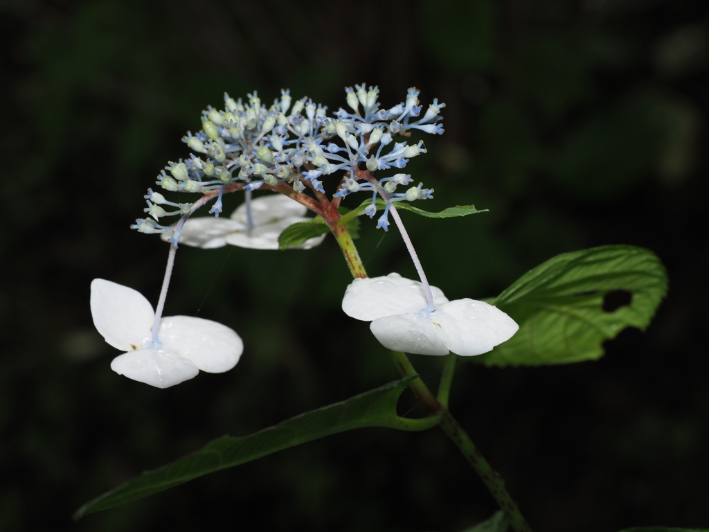 紫陽花寺を訪ねて