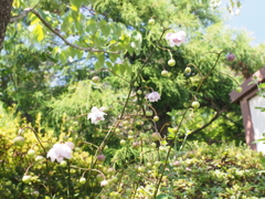 咲いた咲いた