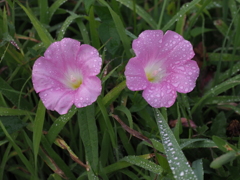 露濡れ花