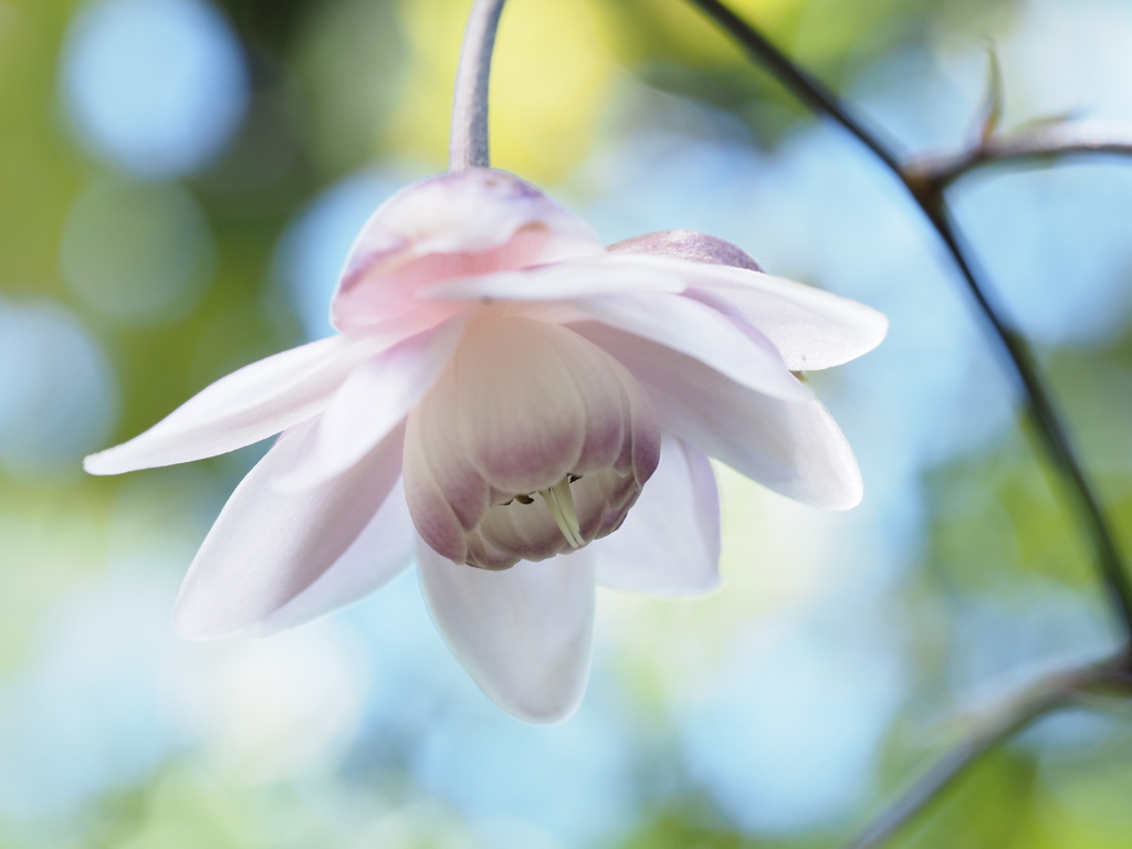 妖精さんおはよう