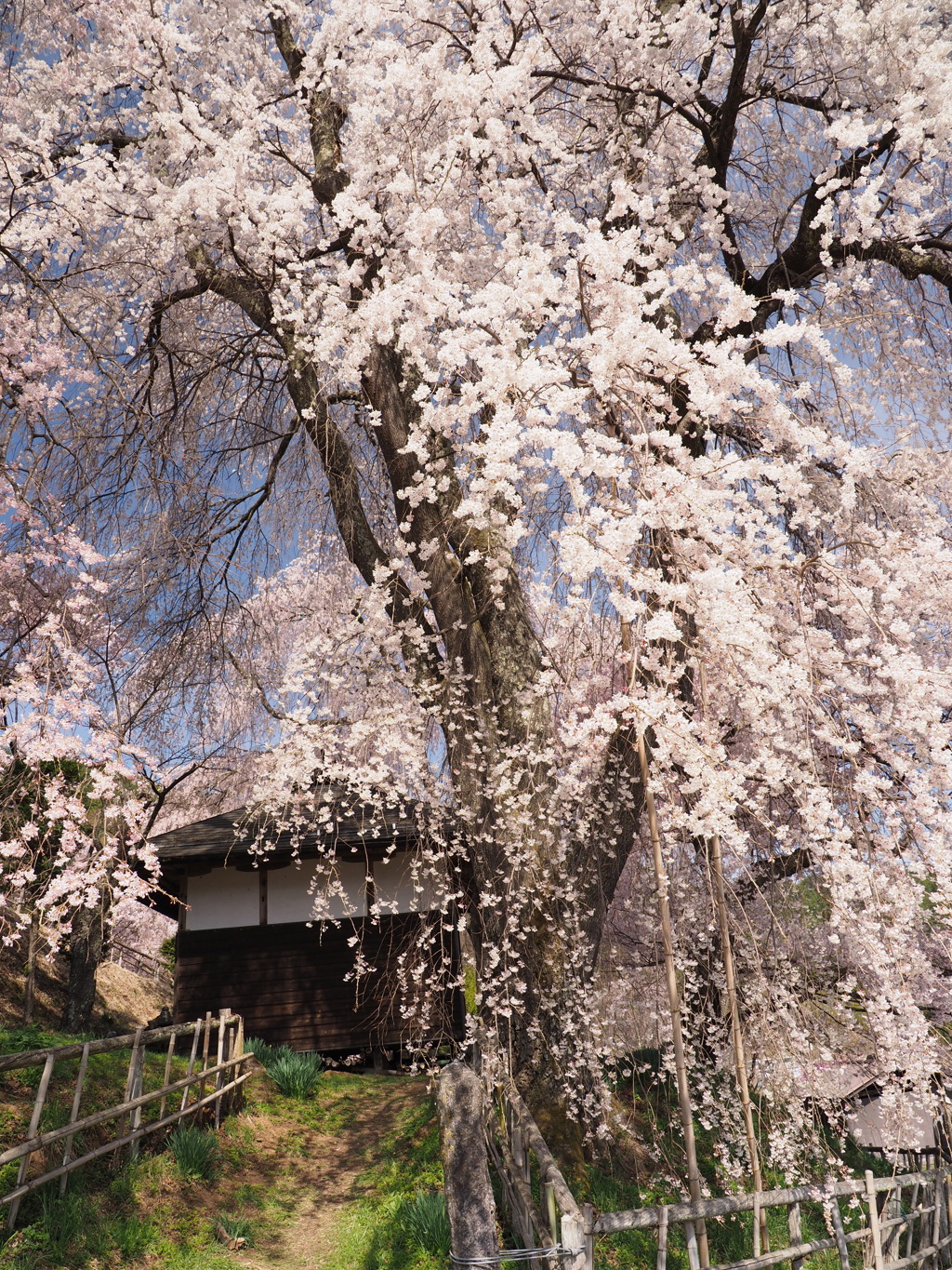 薬師堂の枝垂れ桜