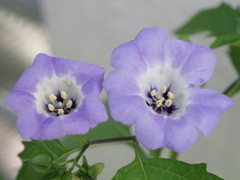 クロタネソウ咲く