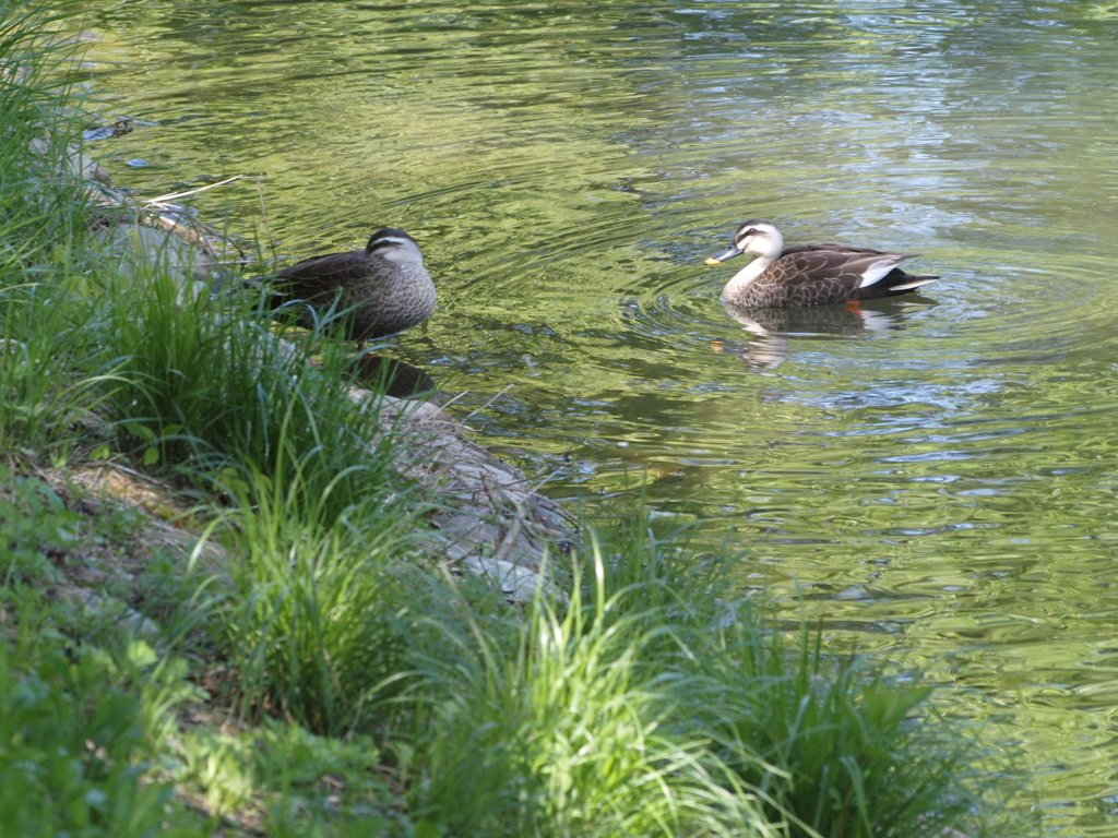 カモ憩いの場所