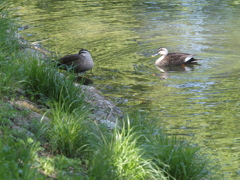 カモ憩いの場所