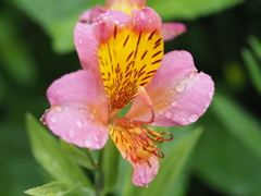 庭の花達（４）