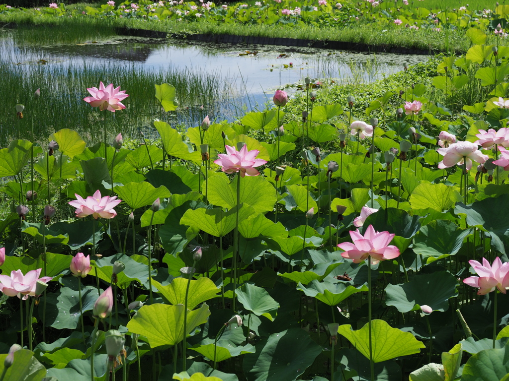 蓮池の全景