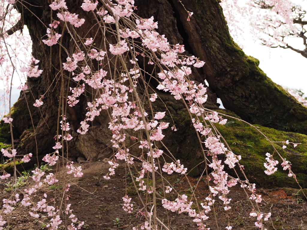 太い幹を背に（２）