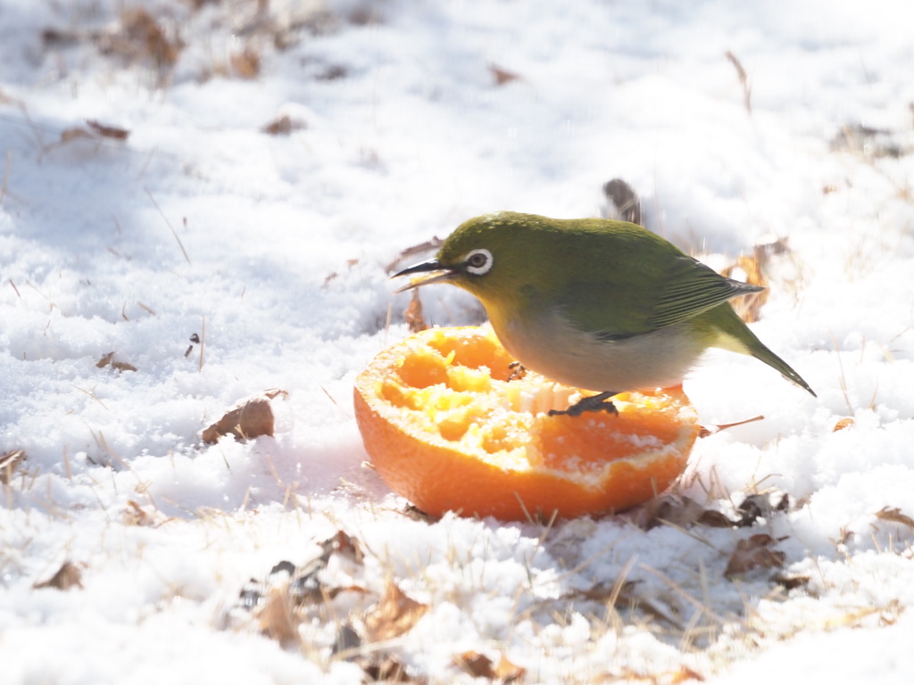 今日の野鳥（１）