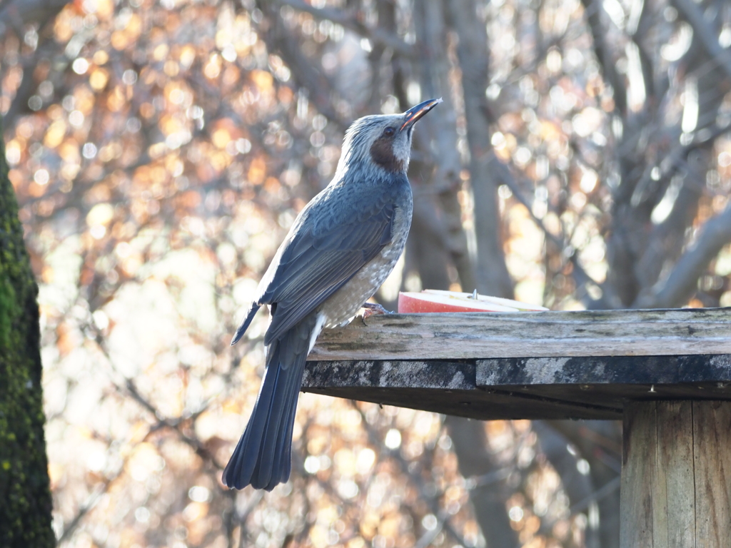 リンゴを与えたら