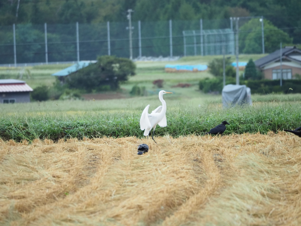 シロサギの飛来