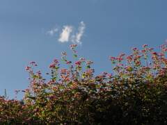 青空と赤蕎麦