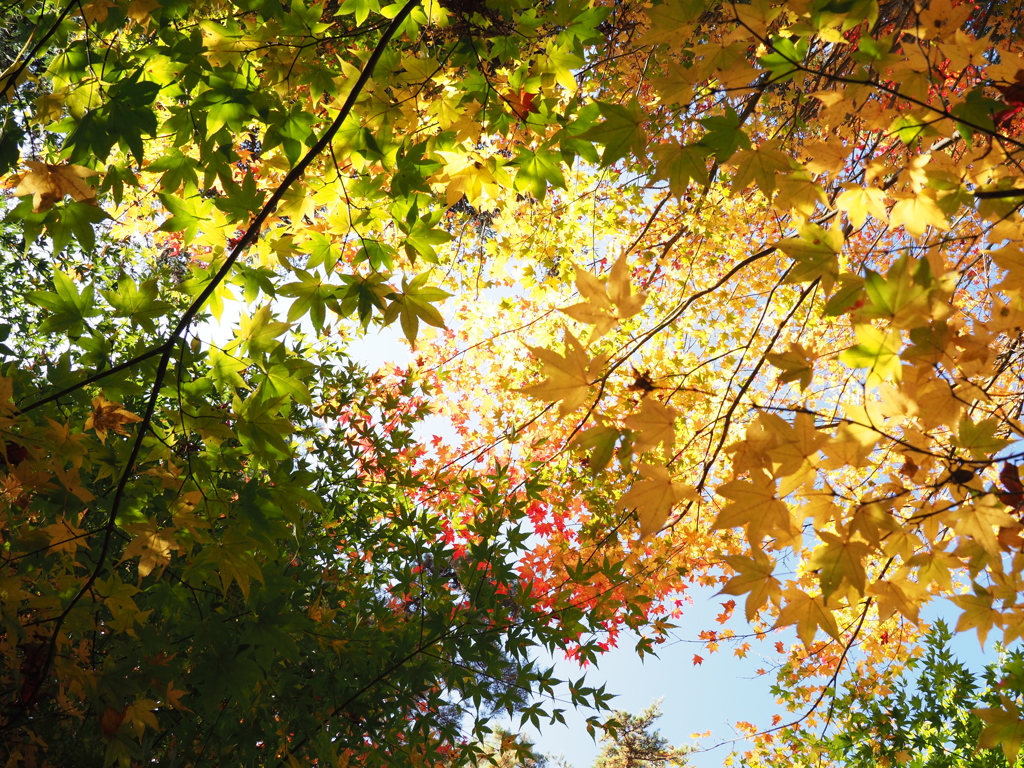 紅葉色とりどり