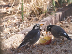 ムクちゃんいらっしゃい