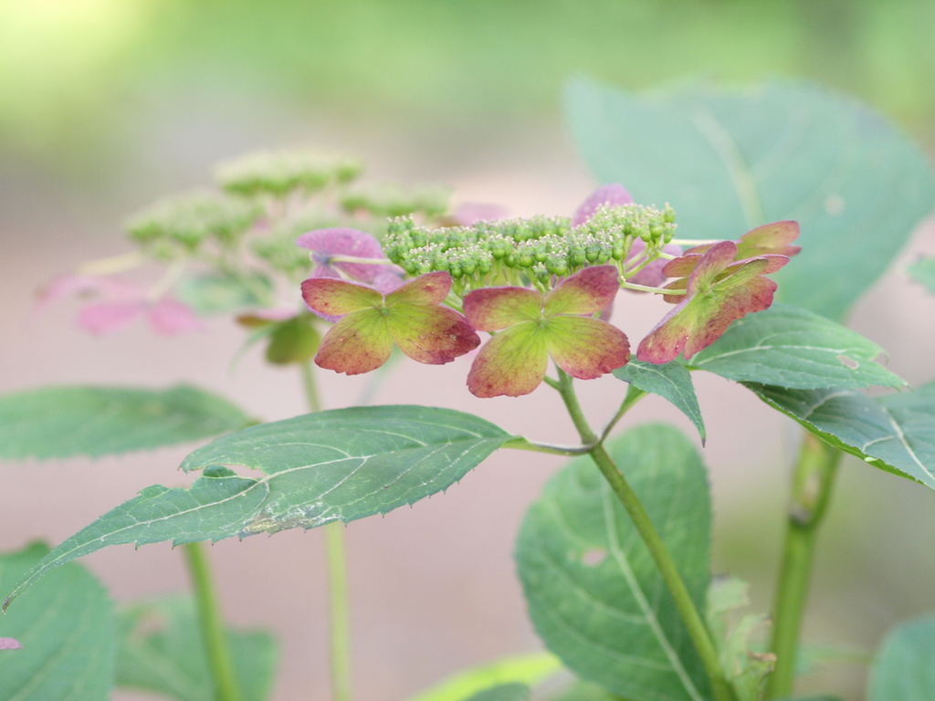 山野草園にて（２）