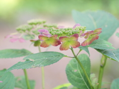 山野草園にて（２）