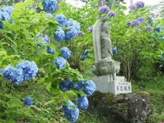 紫陽花寺