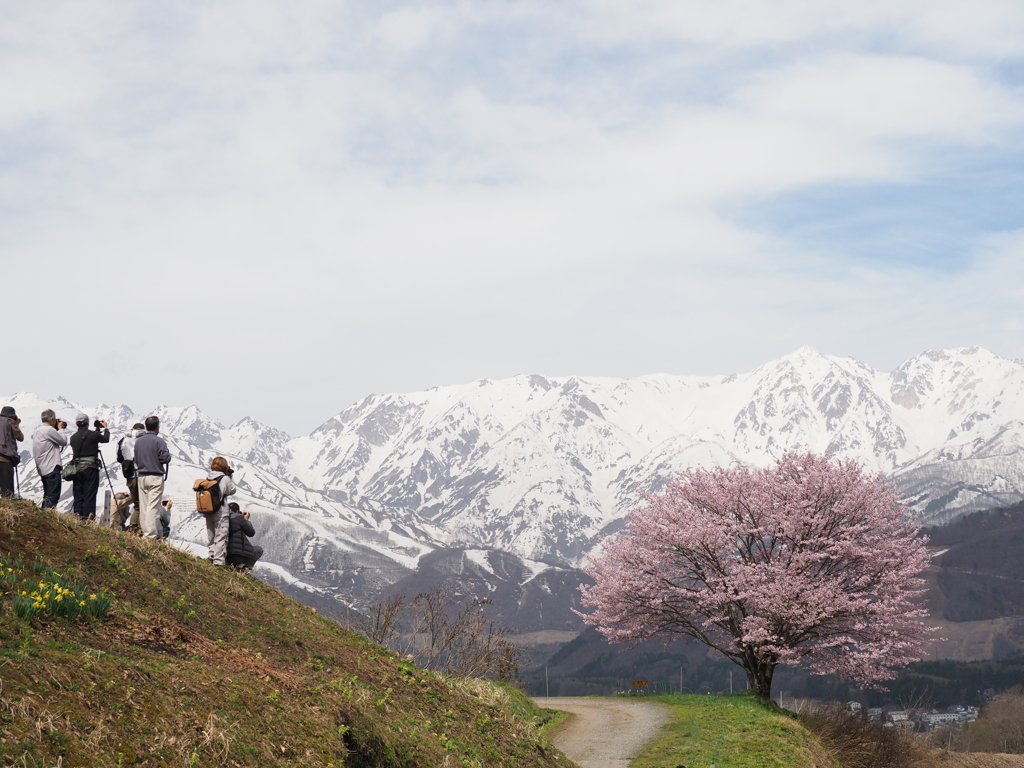 野平の一本桜