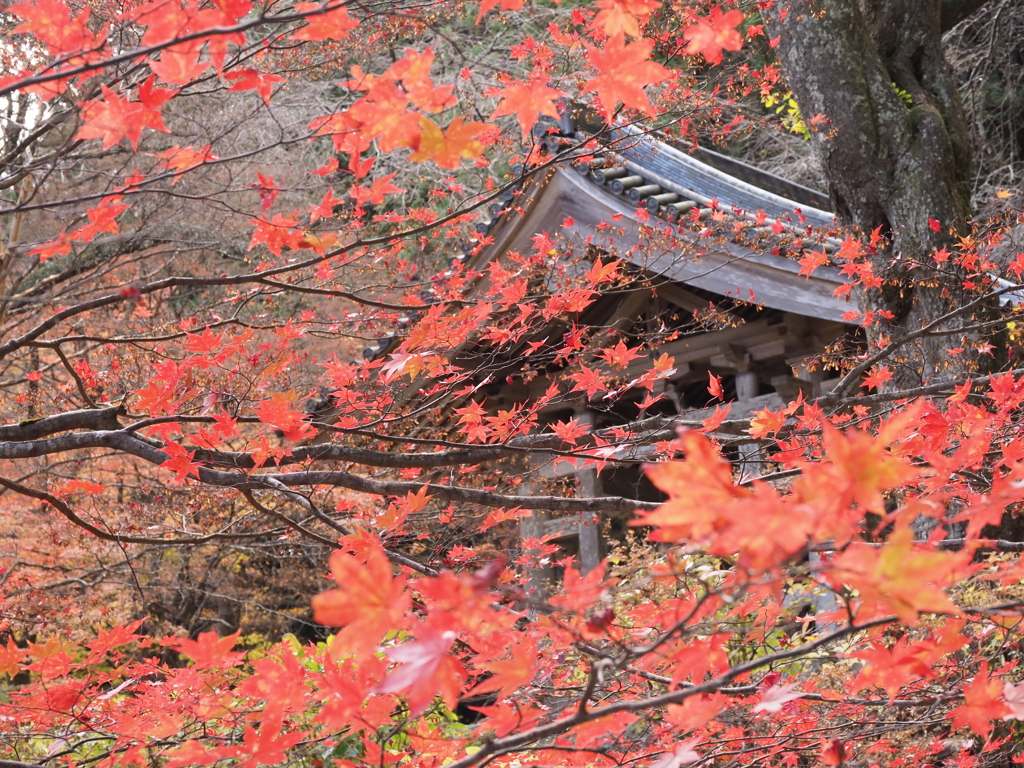 光前寺の紅葉（２）