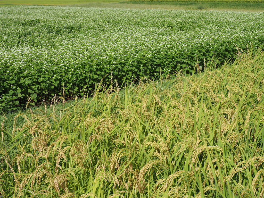 稲穂と蕎麦の共演