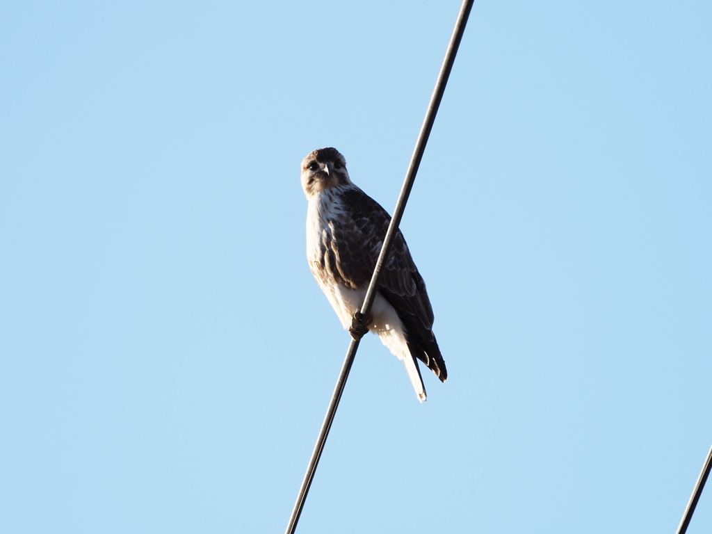 身近にいる野鳥たち（５）