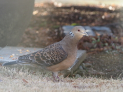 久しぶりですね