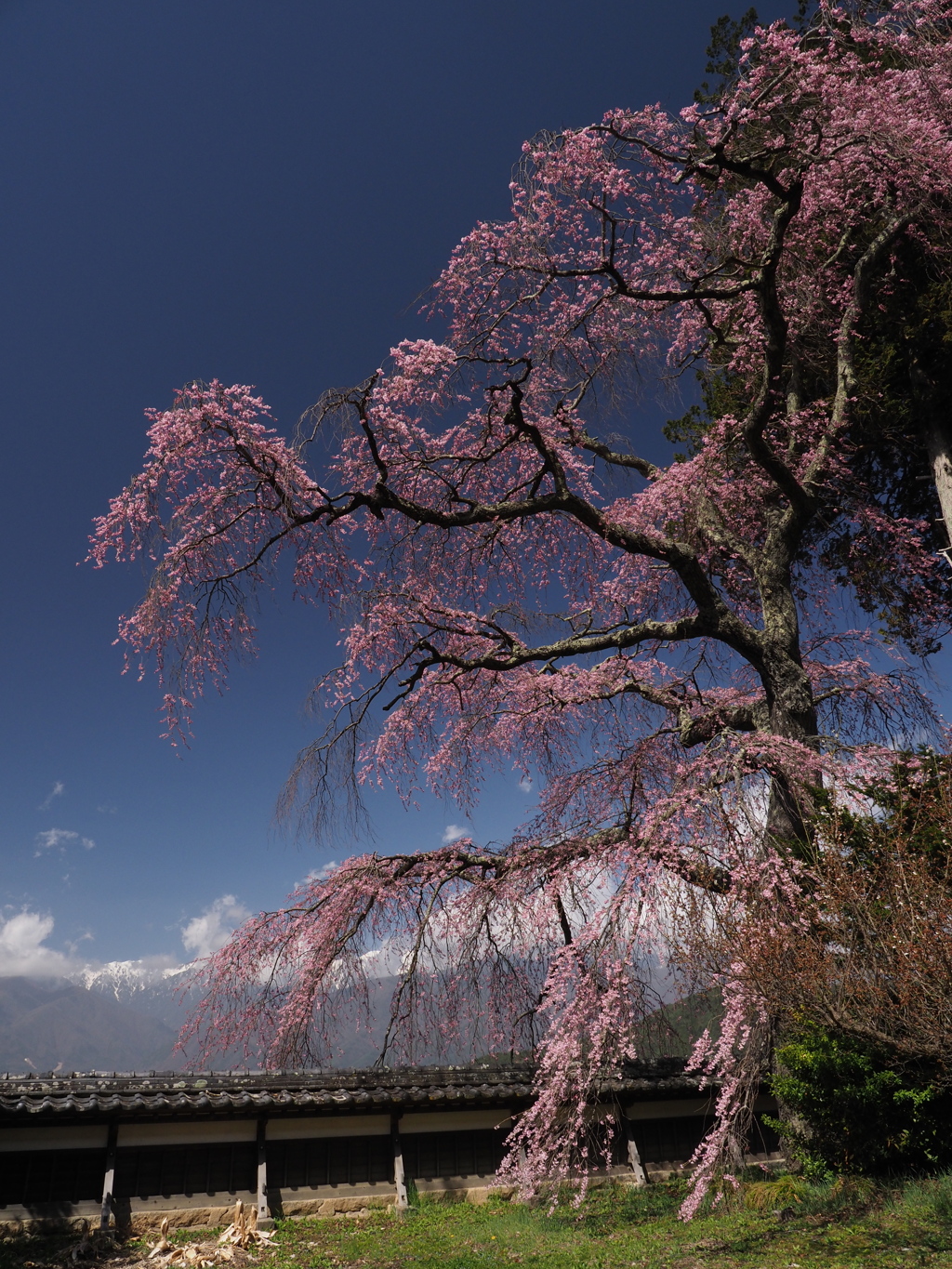 栖林寺の枝垂れ桜（１）