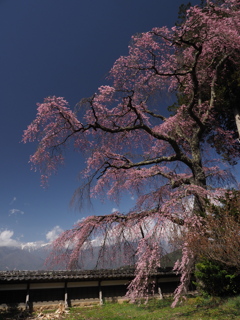 栖林寺の枝垂れ桜（１）