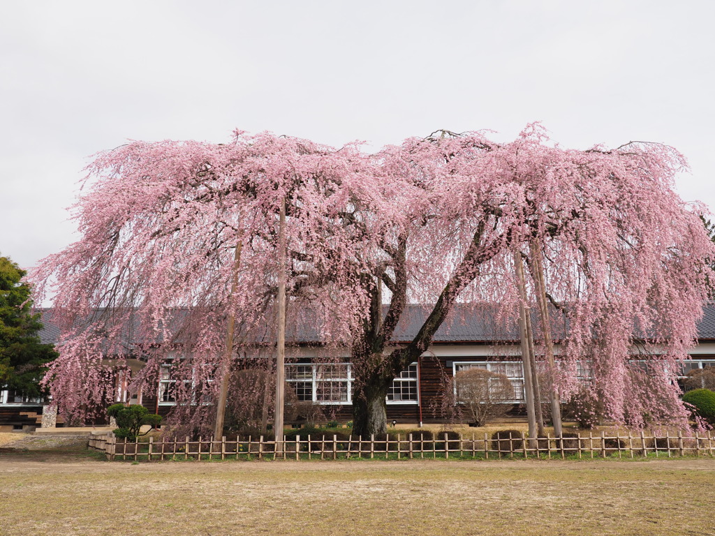 杵原学校の枝垂れ桜