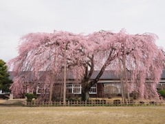 杵原学校の枝垂れ桜