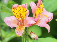 庭の花・パート（４）