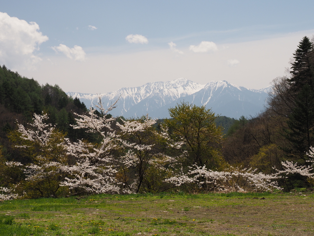 木曽の桜