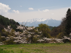 木曽の桜