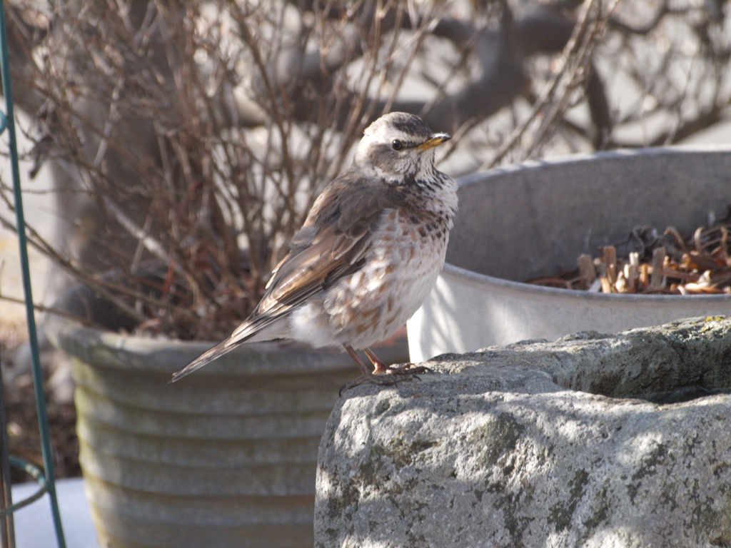 庭に来る野鳥達（５）