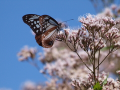 アサギマダラの里にて