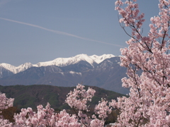 アルプスにさくら（２）