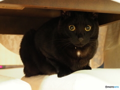 クーちゃんおはよう
