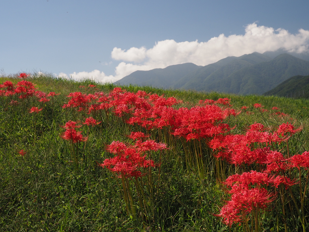 彼岸花寸景（４）